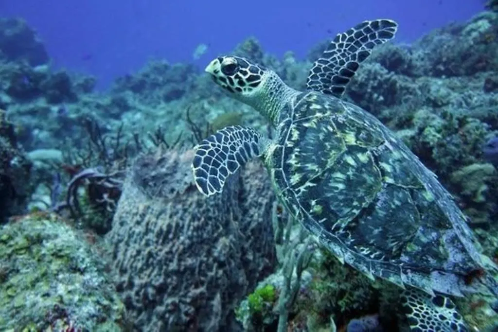 Brisas Puerto Morelos 墨西哥
